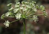 Peucedanum oreoselinum. Соцветие. Белгородская обл., Борисовский р-н, окр. п. Хотмыжск, суборь. 02.07.2009.