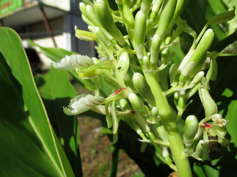 Image of Alpinia galanga specimen.