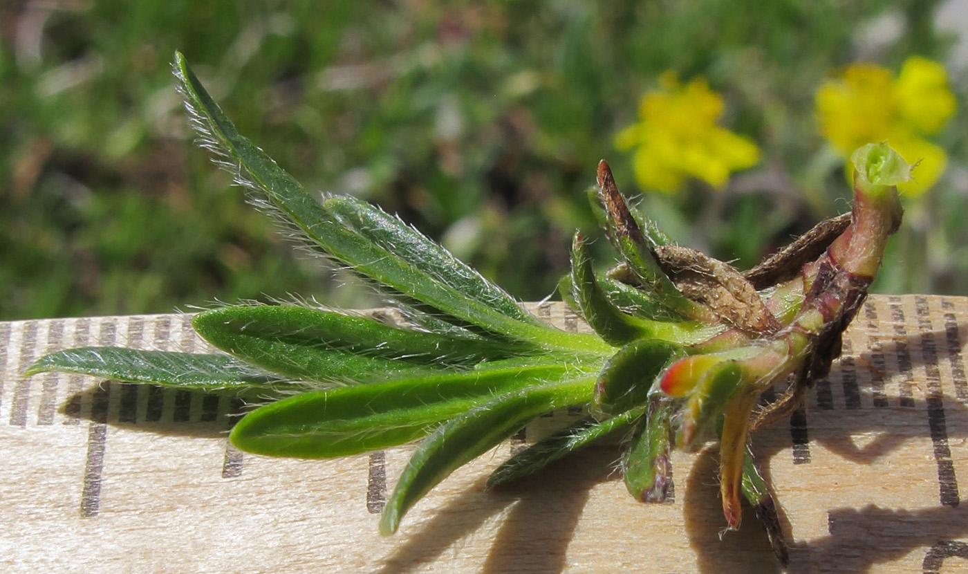 Image of Helianthemum buschii specimen.