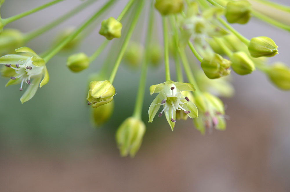 Изображение особи Allium valentinae.