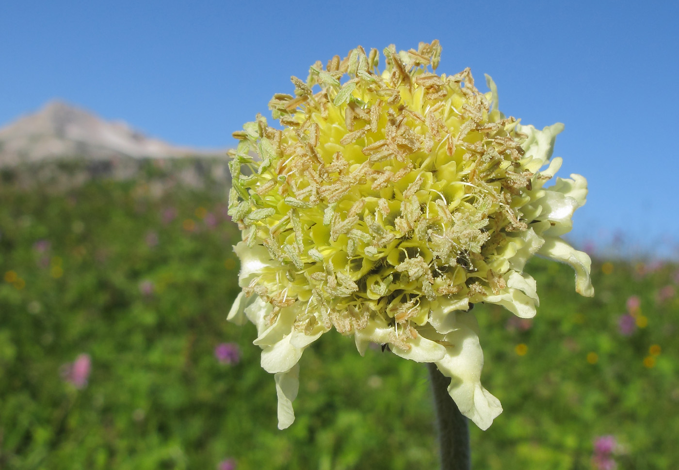 Изображение особи Cephalaria gigantea.