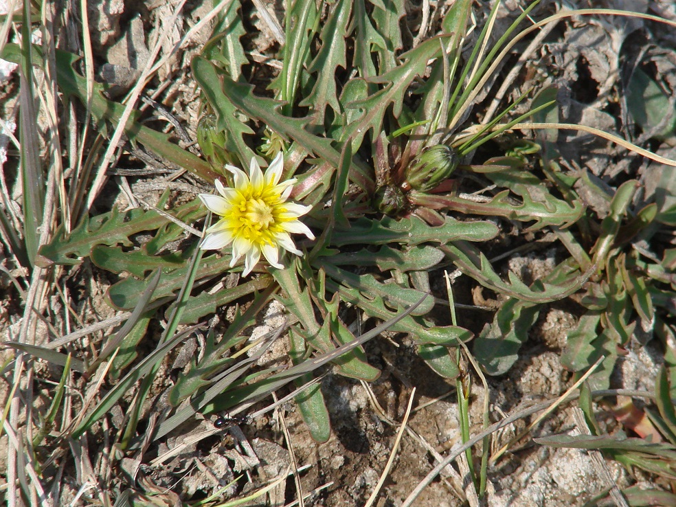 Изображение особи Taraxacum leucanthum.