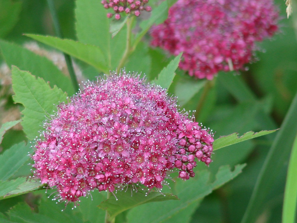 Изображение особи Spiraea japonica.