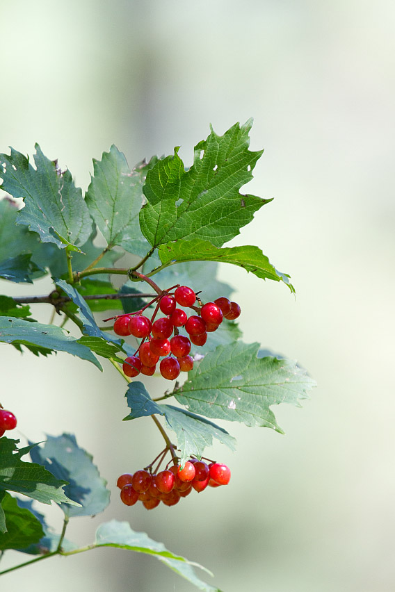 Изображение особи Viburnum opulus.