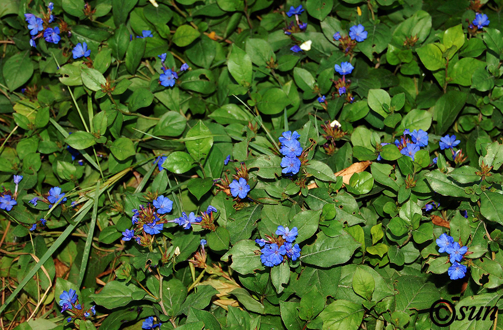 Изображение особи род Ceratostigma.