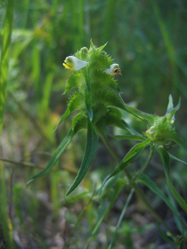 Изображение особи Melampyrum cristatum.