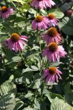 Echinacea purpurea