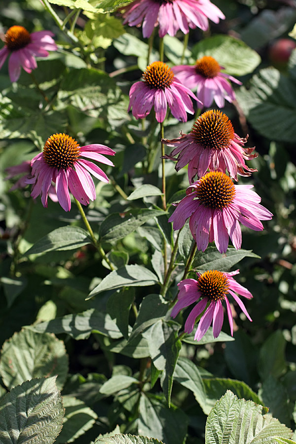 Изображение особи Echinacea purpurea.