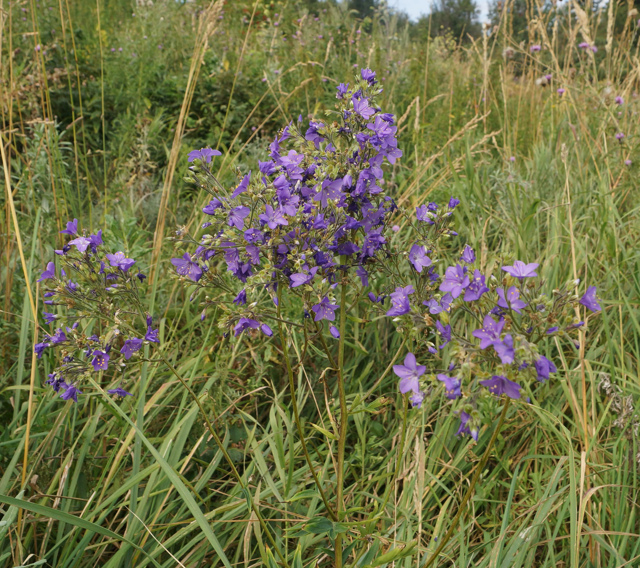 Image of Polemonium caeruleum specimen.