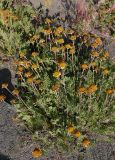 Tanacetum bipinnatum