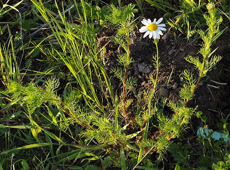 Изображение особи Tripleurospermum inodorum.