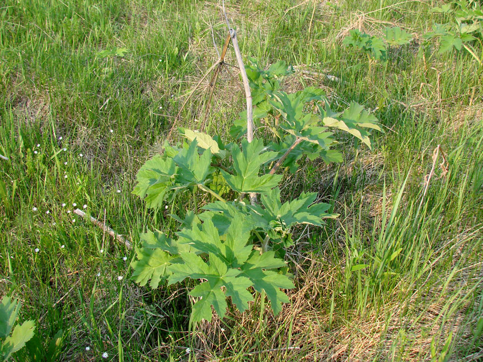 Изображение особи Heracleum dissectum.