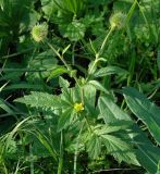 Geum aleppicum