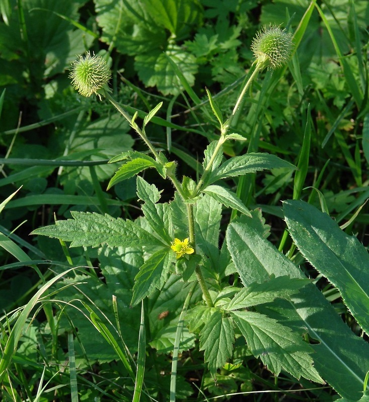 Изображение особи Geum aleppicum.