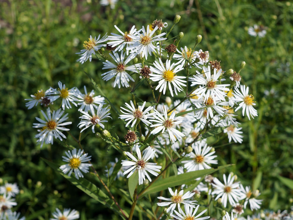 Изображение особи Symphyotrichum &times; salignum.