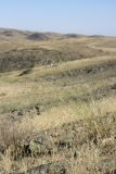 familia Poaceae. Плодоносящее растение. Южный Казахстан, Сырдарьинский Каратау, р-н перевала Куюк. 01.07.2015.