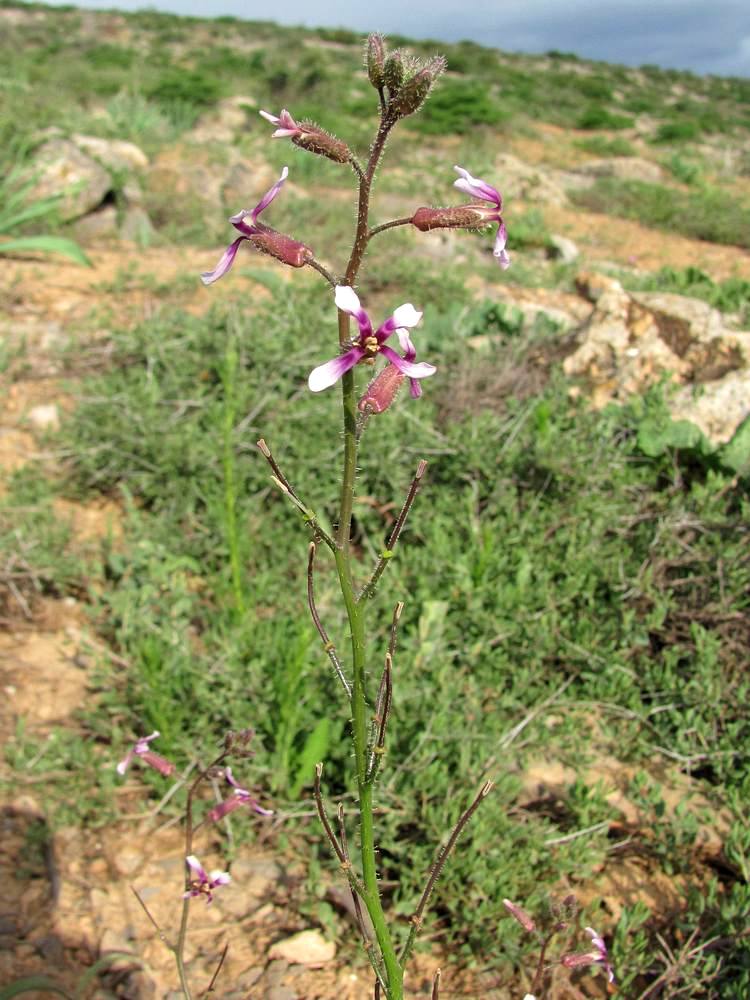 Image of Parrya khorasanica specimen.