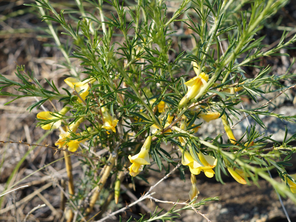 Image of Caragana pygmaea specimen.