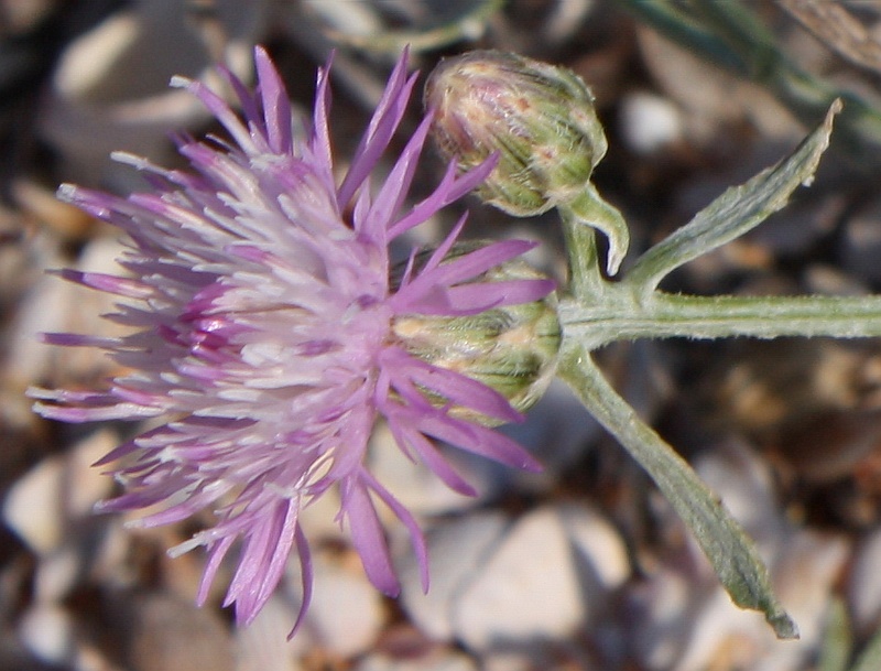 Image of Centaurea odessana specimen.