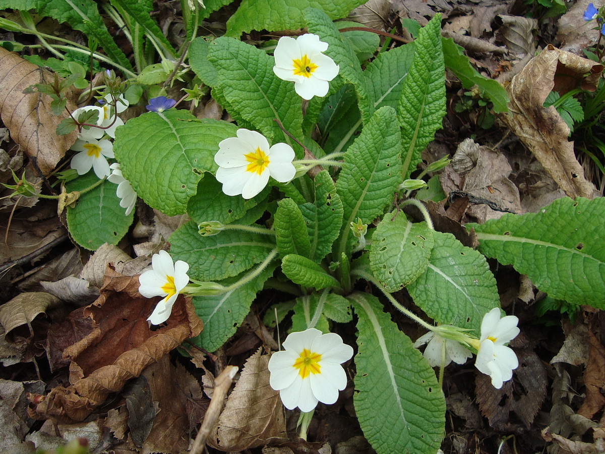 Image of Primula vulgaris specimen.