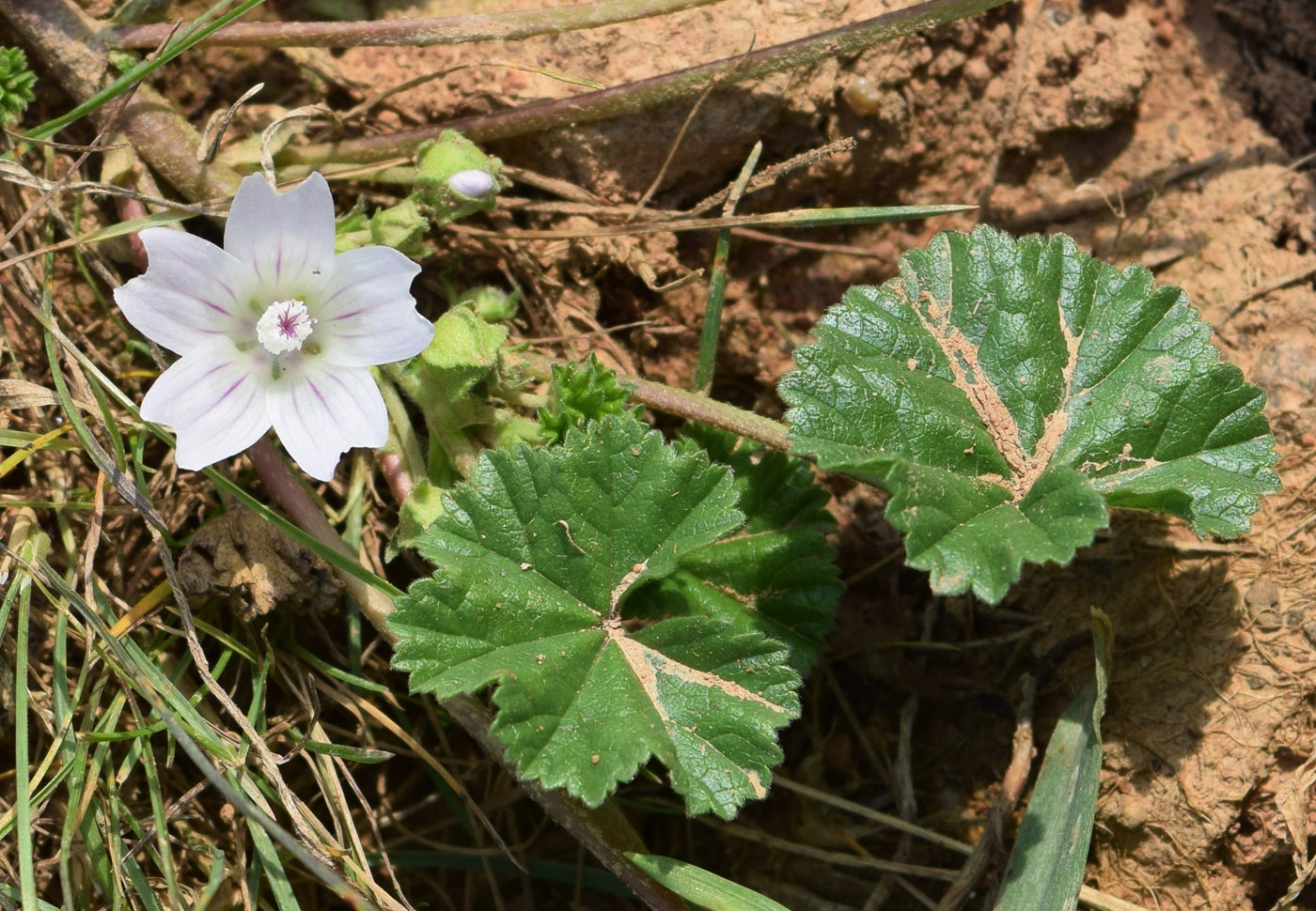 Изображение особи Malva neglecta.