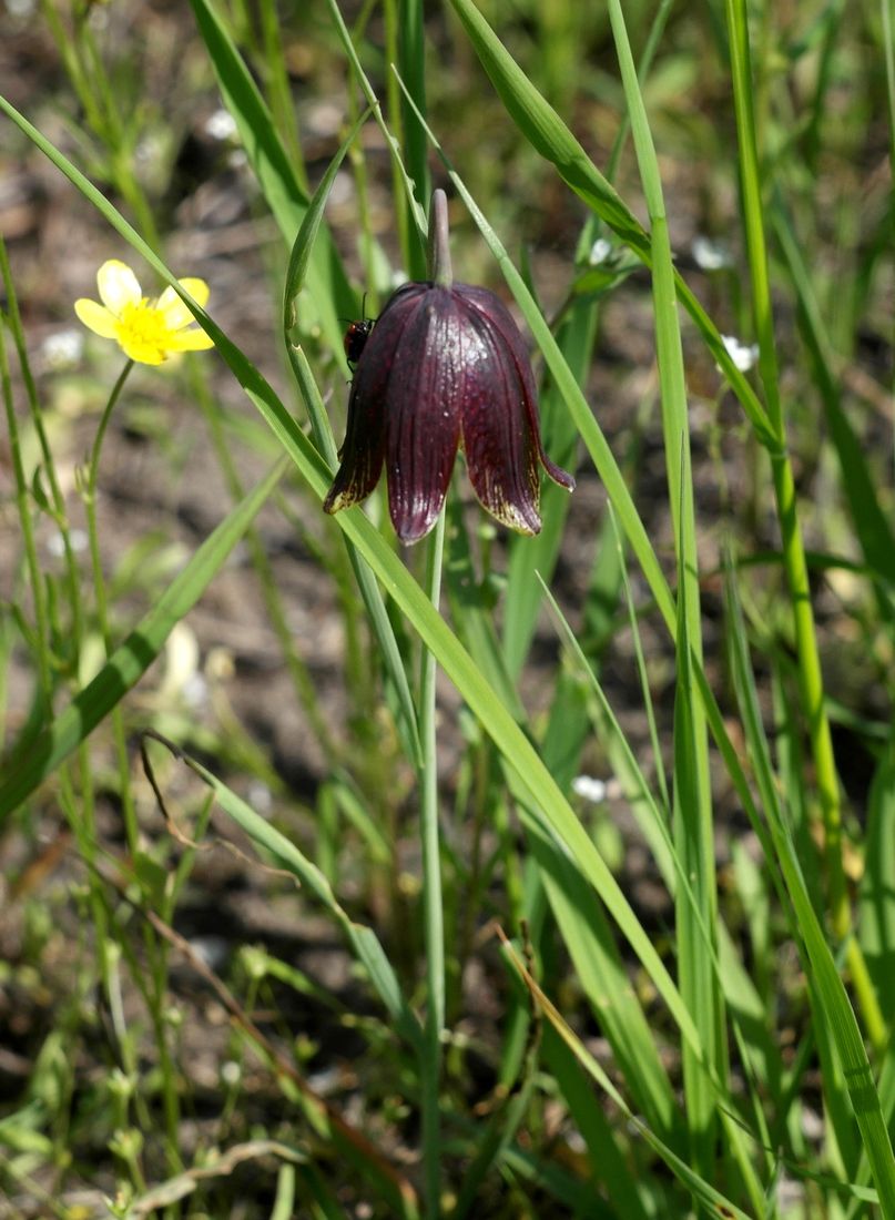 Изображение особи Fritillaria meleagroides.