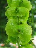 Pterocarya fraxinifolia