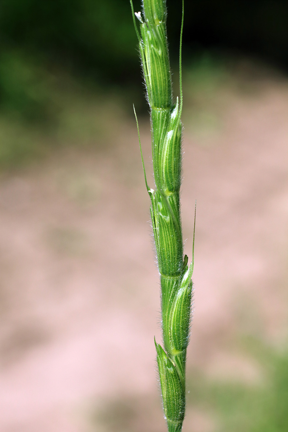 Изображение особи Aegilops cylindrica.