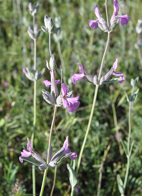 Изображение особи Stachys inflata.