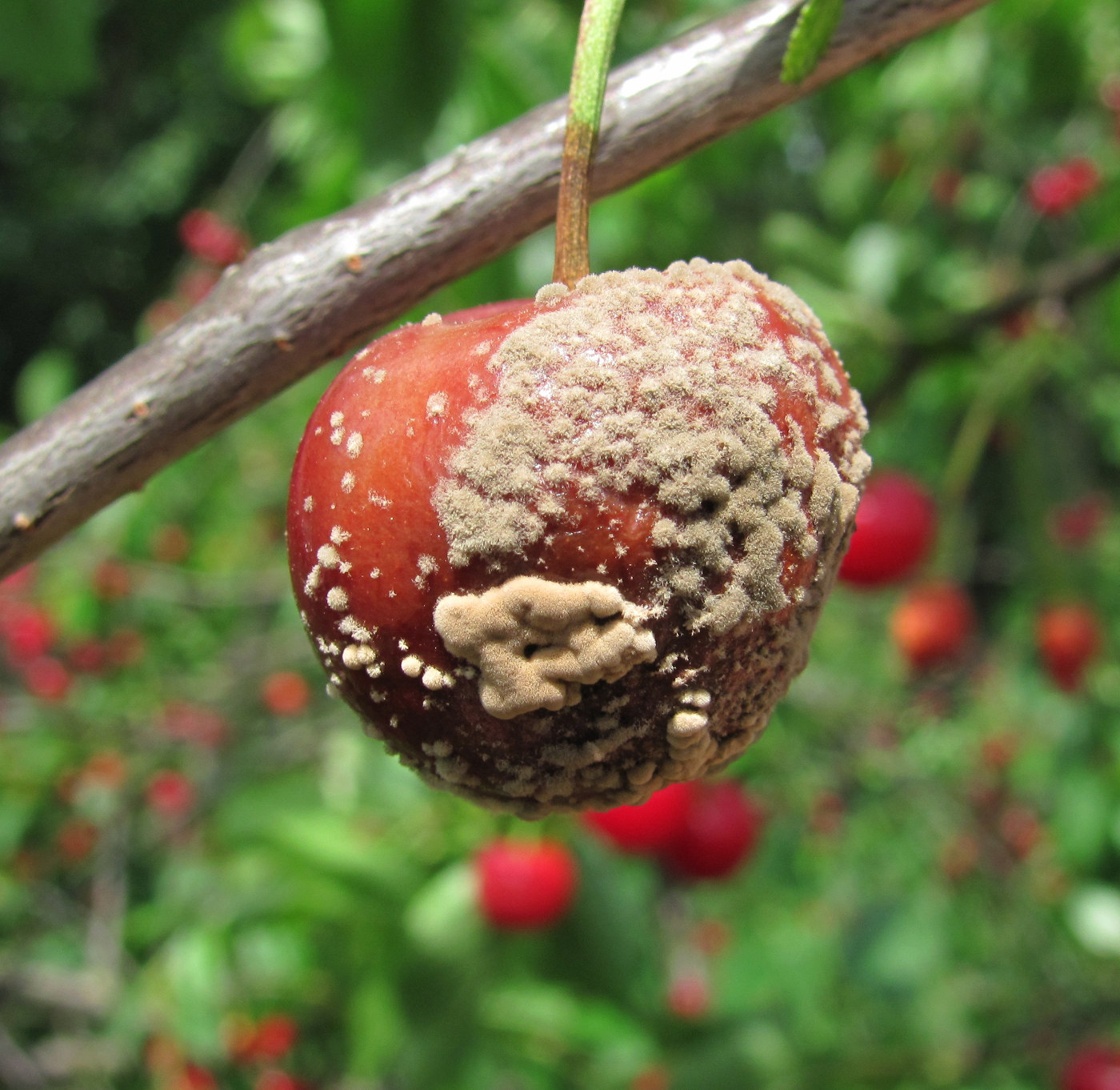 Изображение особи Cerasus vulgaris.