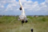 Allium rotundum