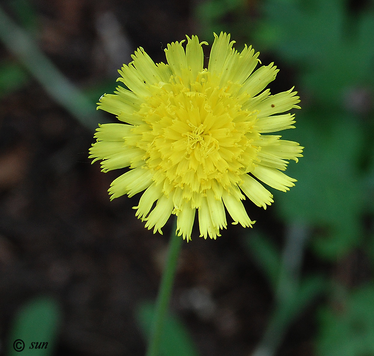 Изображение особи Pilosella officinarum.