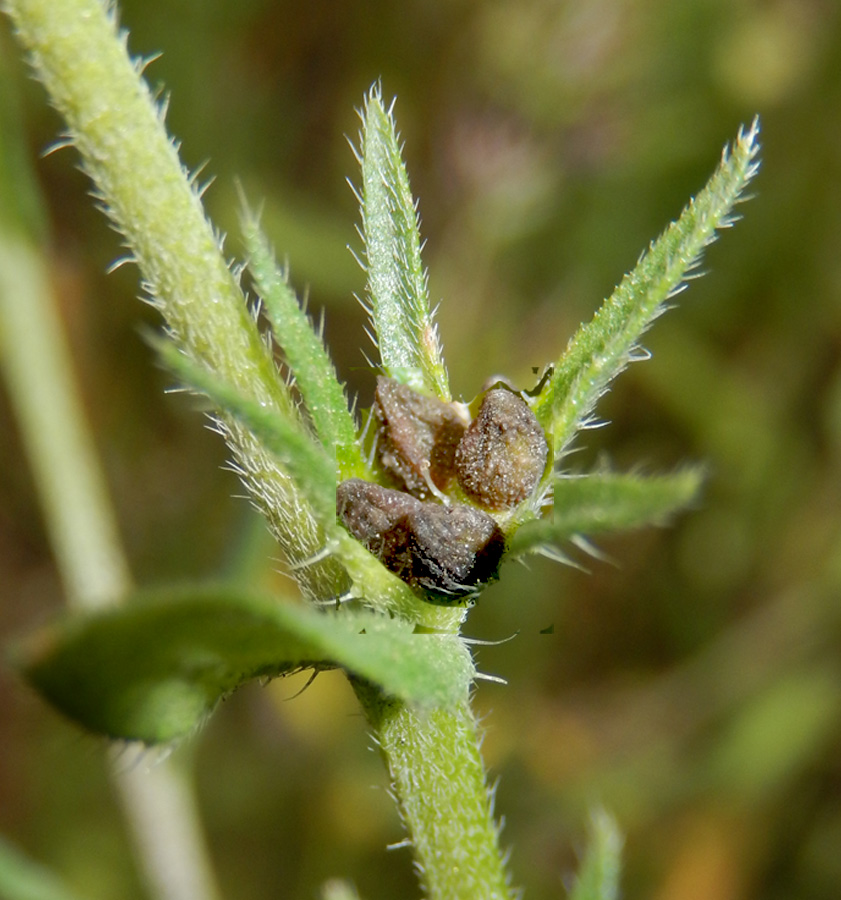 Image of Buglossoides arvensis specimen.