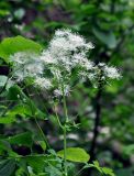 Thalictrum aquilegiifolium. Верхушка побега с соцветием. Московская обл., Сергиево-Посадский р-н, окр. дер. Тешилово, просека в смешанном лесу. 25.06.2016.