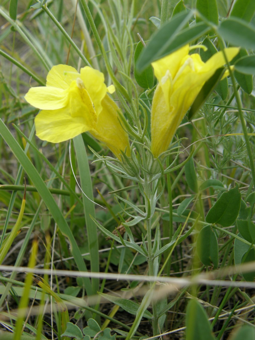 Image of Cymbaria daurica specimen.