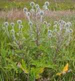 Echinops sphaerocephalus