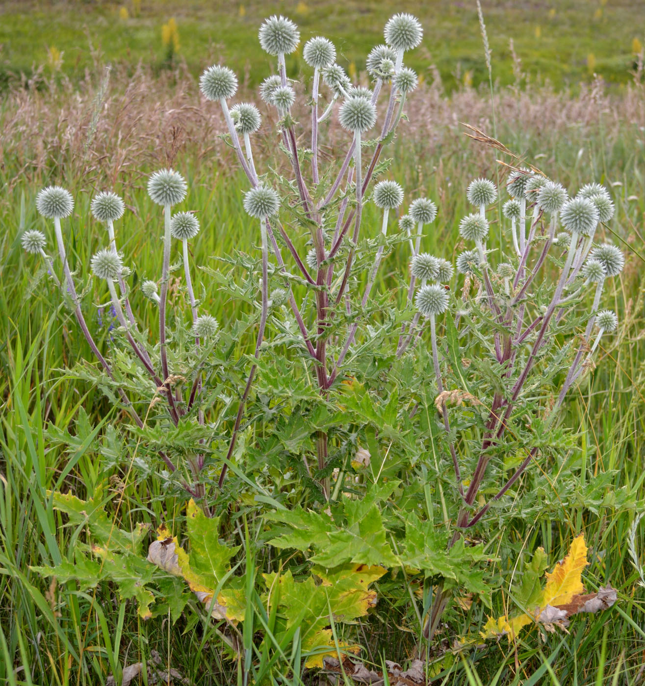 Image of Echinops sphaerocephalus specimen.