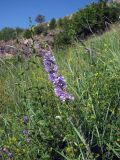 Campanula bononiensis