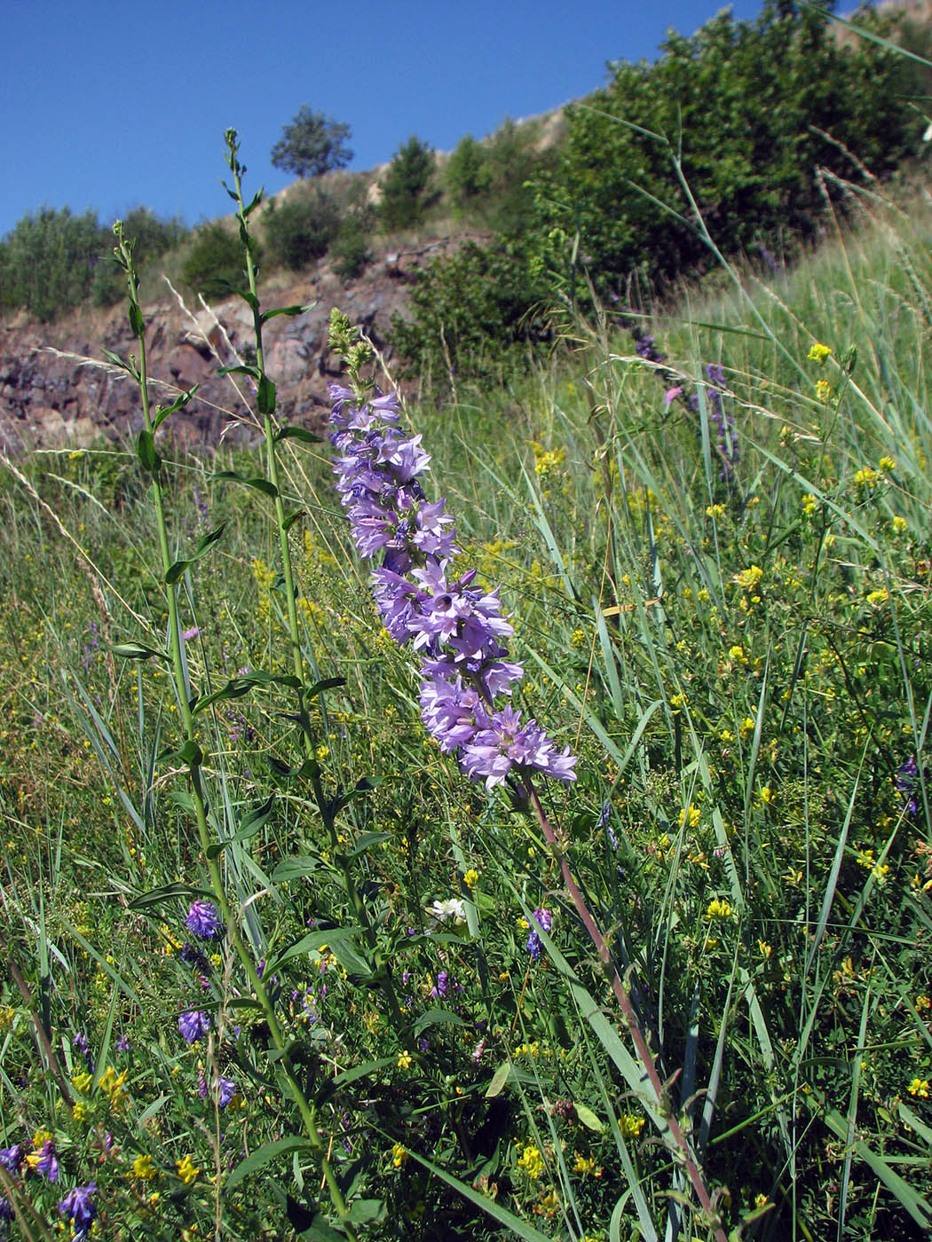 Изображение особи Campanula bononiensis.