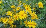 Helianthus tuberosus