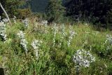 Eryngium giganteum. Аспект цветущих растений. Республика Адыгея, Майкопский р-н, ок. 3 км к северу от пос. Гузерипль, восточный склон горы Казачья, выс. ок. 1200 м н.у.м., луг. 23.07.2016.