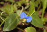 Commelina communis