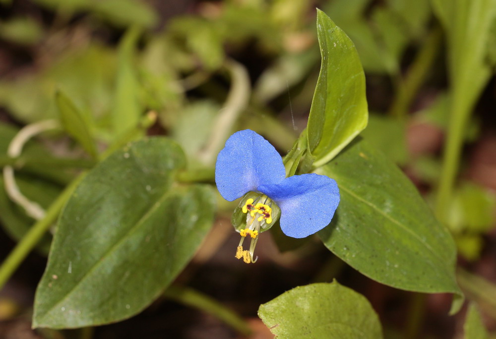 Image of Commelina communis specimen.