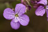 Lunaria annua