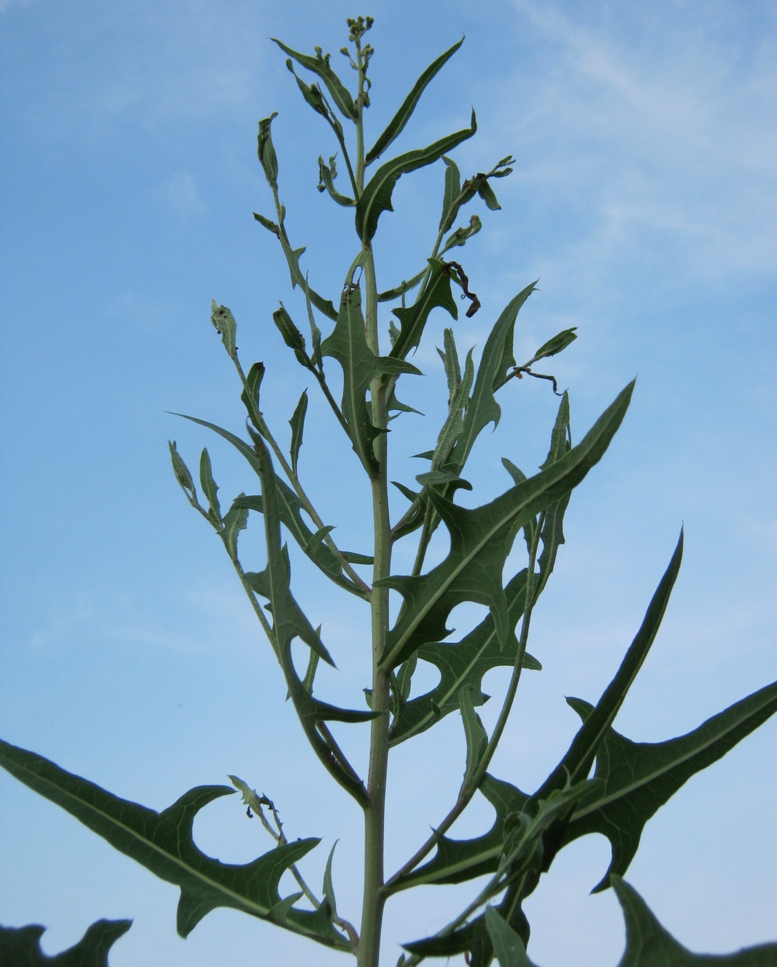 Image of genus Lactuca specimen.