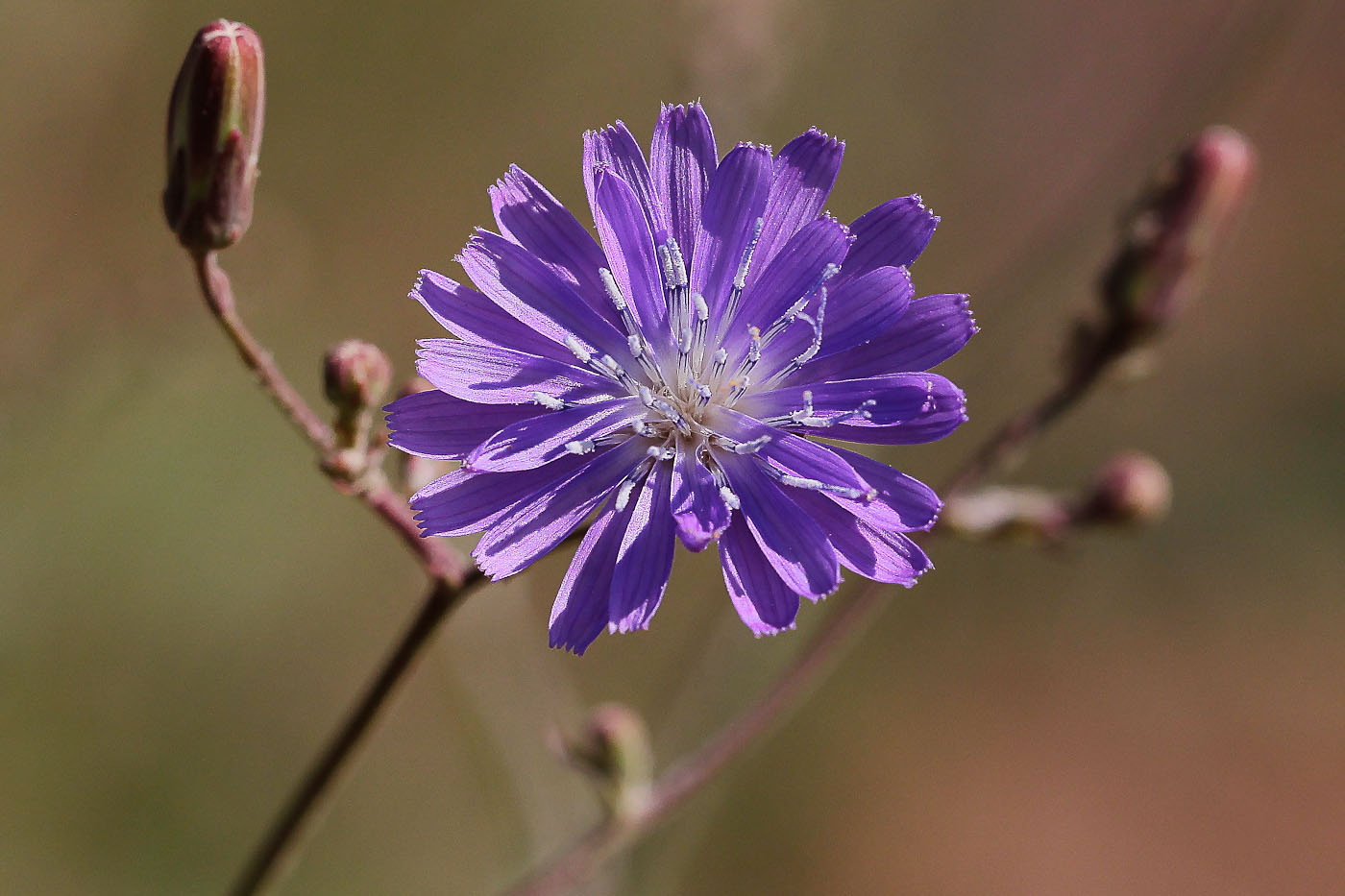 Image of Lactuca tatarica specimen.