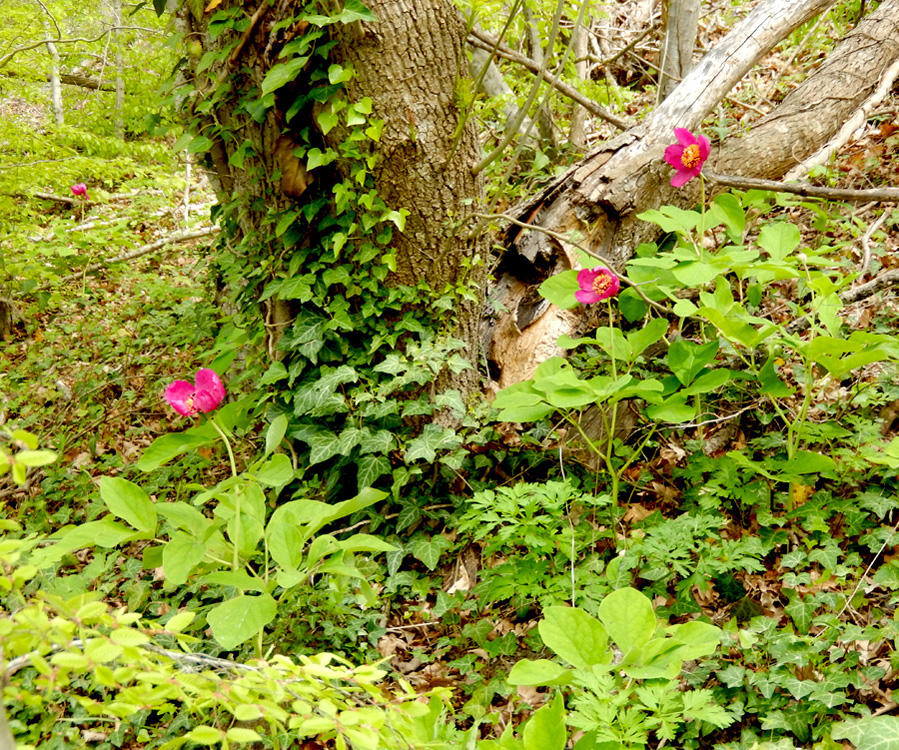 Изображение особи Paeonia caucasica.