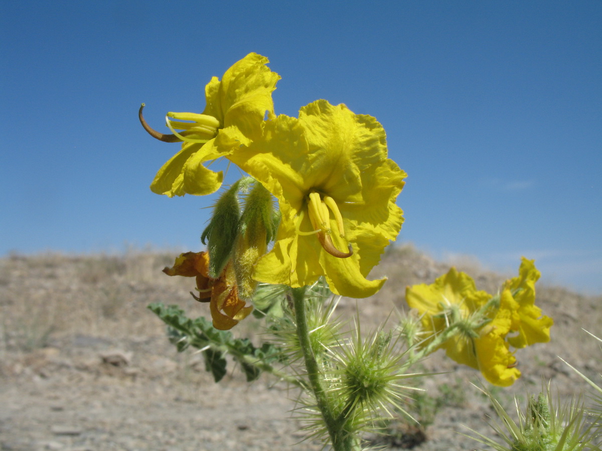 Image of Solanum cornutum specimen.