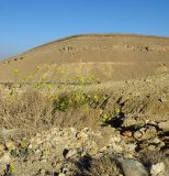 Diplotaxis harra