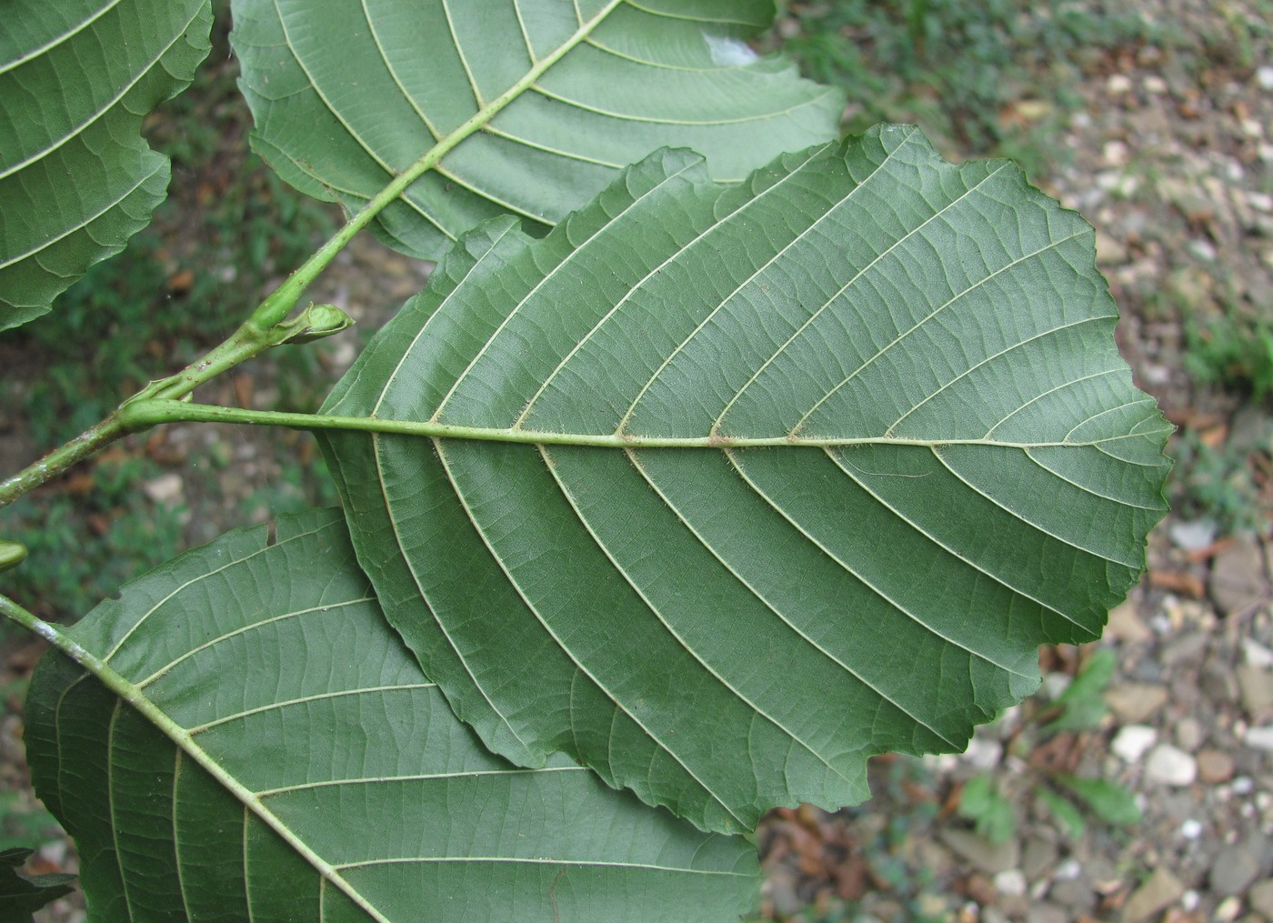 Изображение особи Alnus barbata.